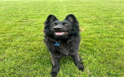 German Shepherd dogs for sale: Gorgeous KC registered German Shepard  - Image 8