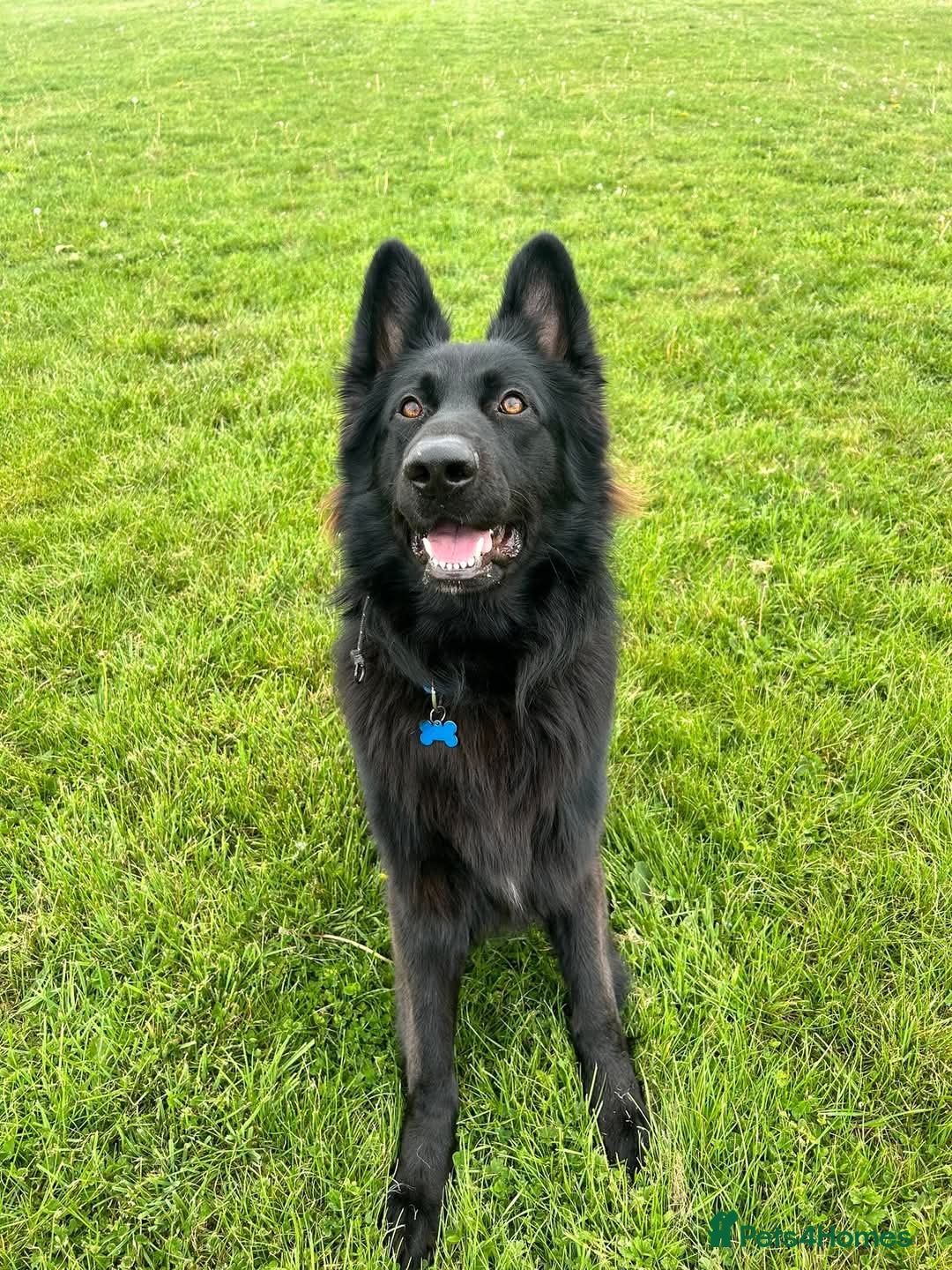 German Shepherd dogs for sale: Gorgeous KC registered German Shepard  - Image 8