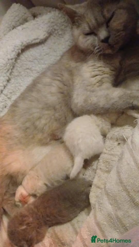 British Shorthair cats SIX BRITISH SHORTHAIR KITTENS - Advert 2