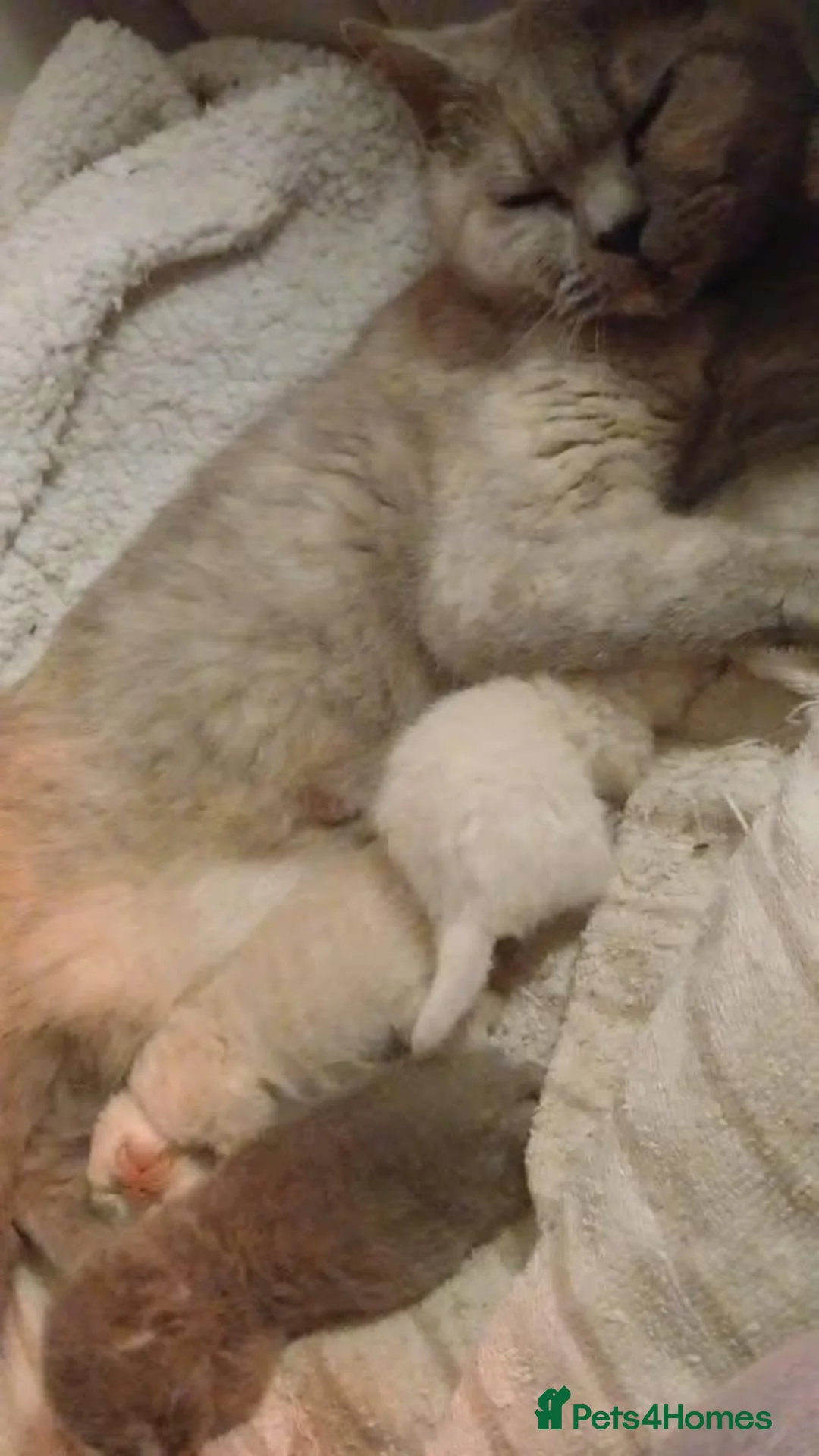 British Shorthair cats for sale: SIX BRITISH SHORTHAIR KITTENS - Advert 2