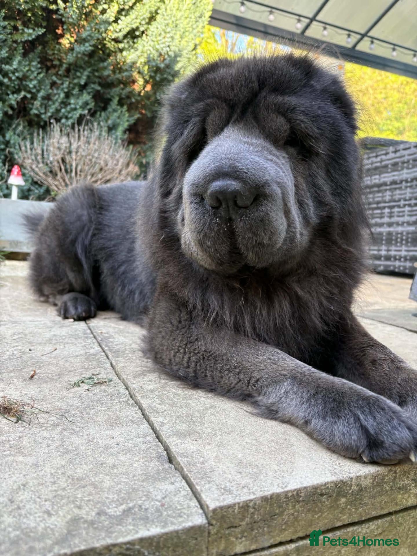 Shar Pei dogs Shar pei Bear coat stud - Advert 10