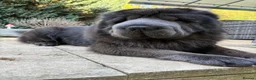 Shar Pei dogs for stud: Shar pei Bear coat stud in Dorchester - Advert 1