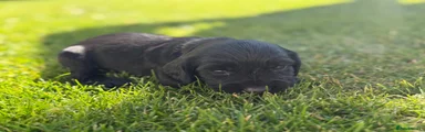 Cocker Spaniel - Black - Ethel 
