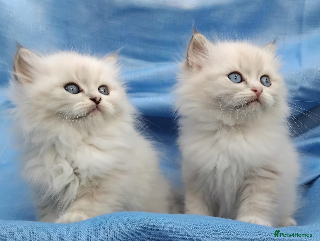Siberian cats for sale: GCCF Registered Siberian kittens for sale  - Image 9