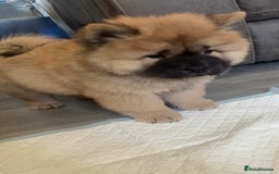 Chow Chow dogs for sale: 🤍  1 STUNNING GIRL LEFT 🐾 READY TO LEAVE 🐾 - Image 6