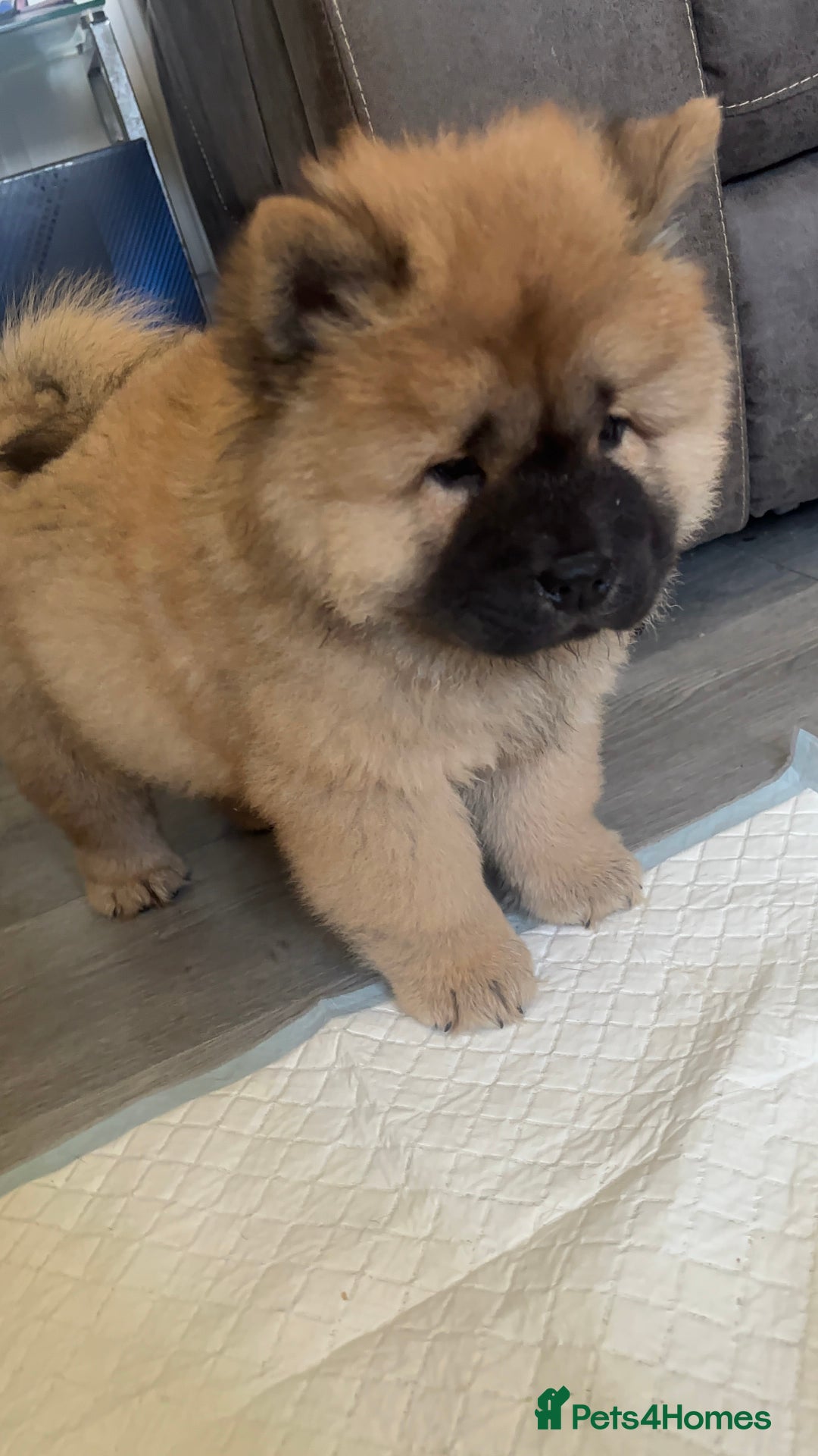Chow Chow dogs for sale: 🤍  1 STUNNING GIRL LEFT 🐾 READY TO LEAVE 🐾 - Image 6