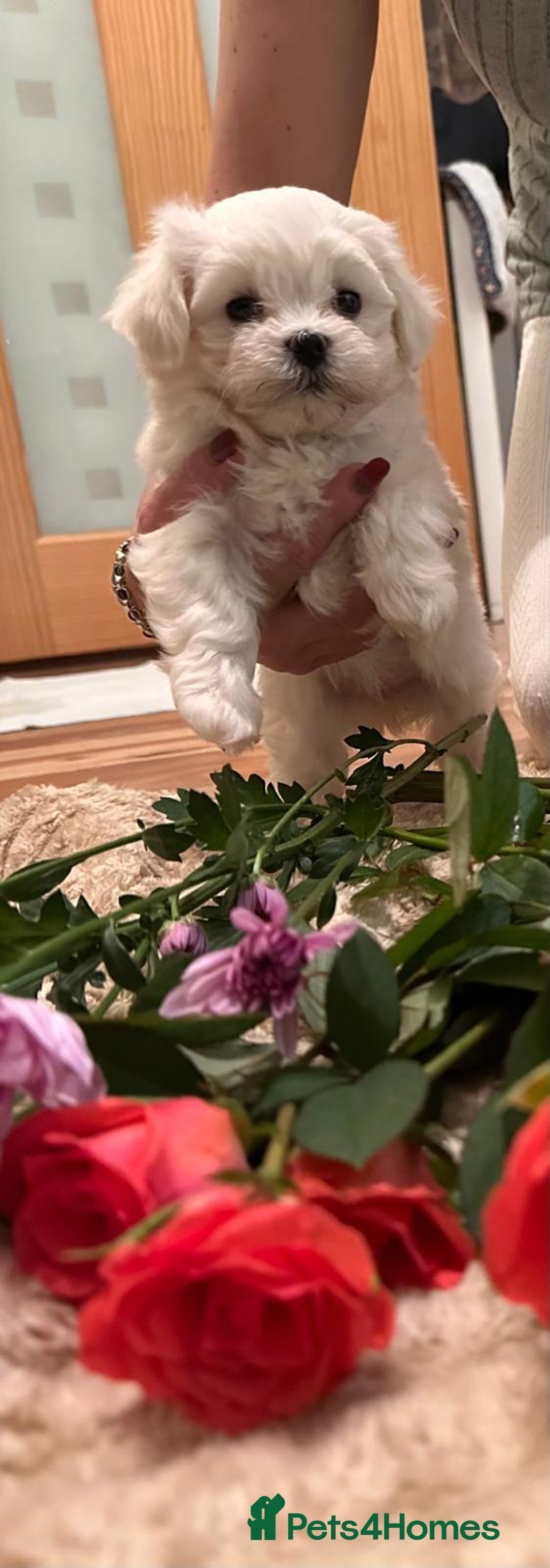 Maltese dogs for sale:  Beautiful maltese - Advert 32