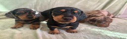 Dachshund dogs for sale: 8 weeks & READY TO LEAVE NOW - dachshund puppy  - Advert 2