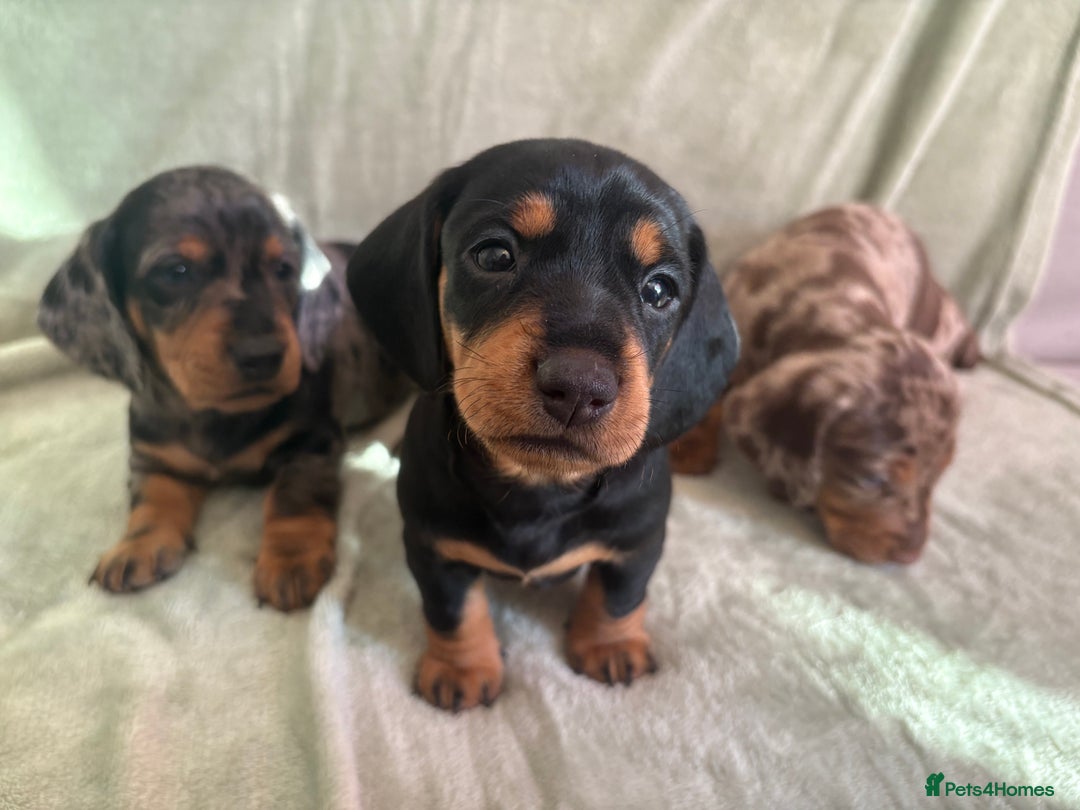 Dachshund dogs for sale: 8 weeks & READY TO LEAVE NOW - dachshund puppy  - Advert 2