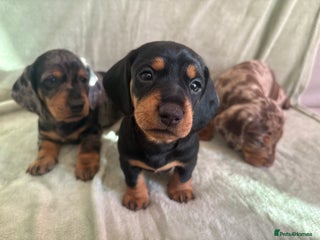 Dachshund dogs Standard Smooth Dapple Dachshund Puppies - Advert 15