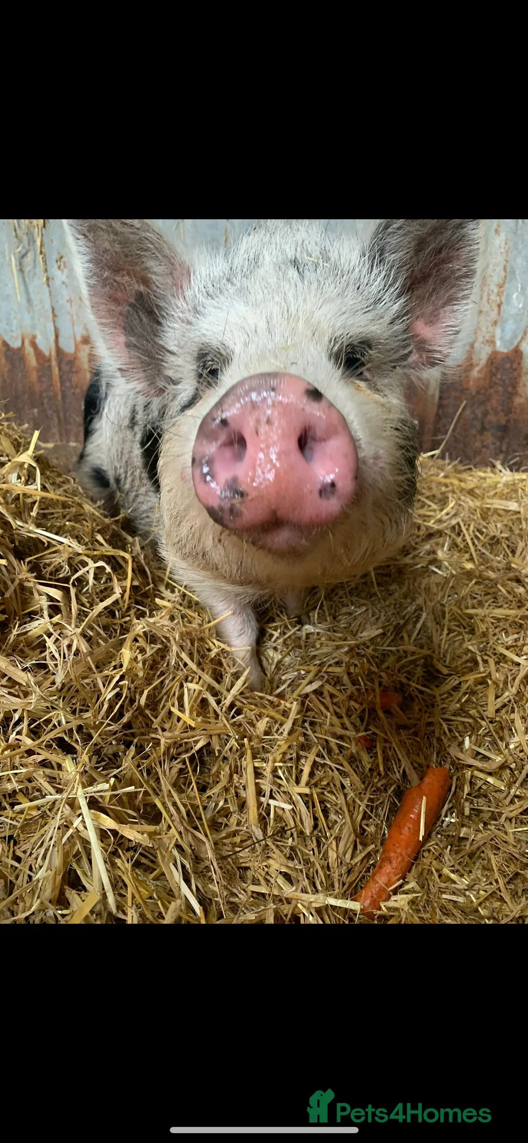 Pig livestock for sale: Pet pigs - Advert 5