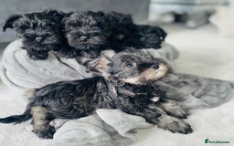 Miniature Schnauzer dogs for sale: KC Pedigree Mini Schnauzer - Image 1