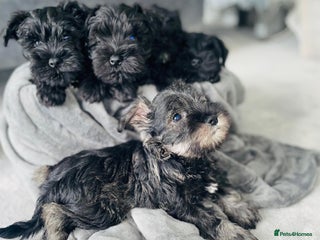 Miniature Schnauzer dogs for sale - Advert 1