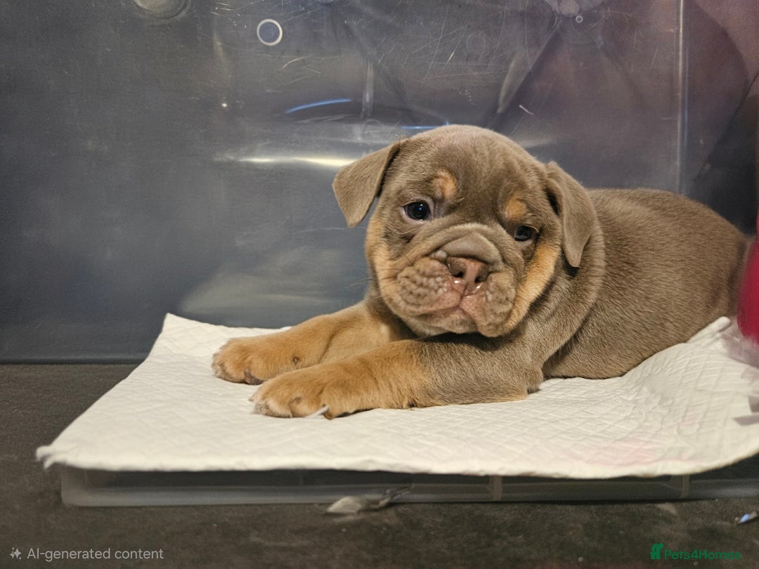 English Bulldog dogs for sale: 4 KC registered English bulldogs  - Advert 10