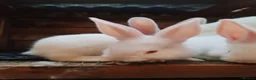 Continental Giant rabbits for sale: Continental giant babies  - Advert 7