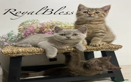 British Shorthair cats for sale: 👑ROYALBLESS STUNNING LILAC BRITISH SHORTHAIR  - Image 9