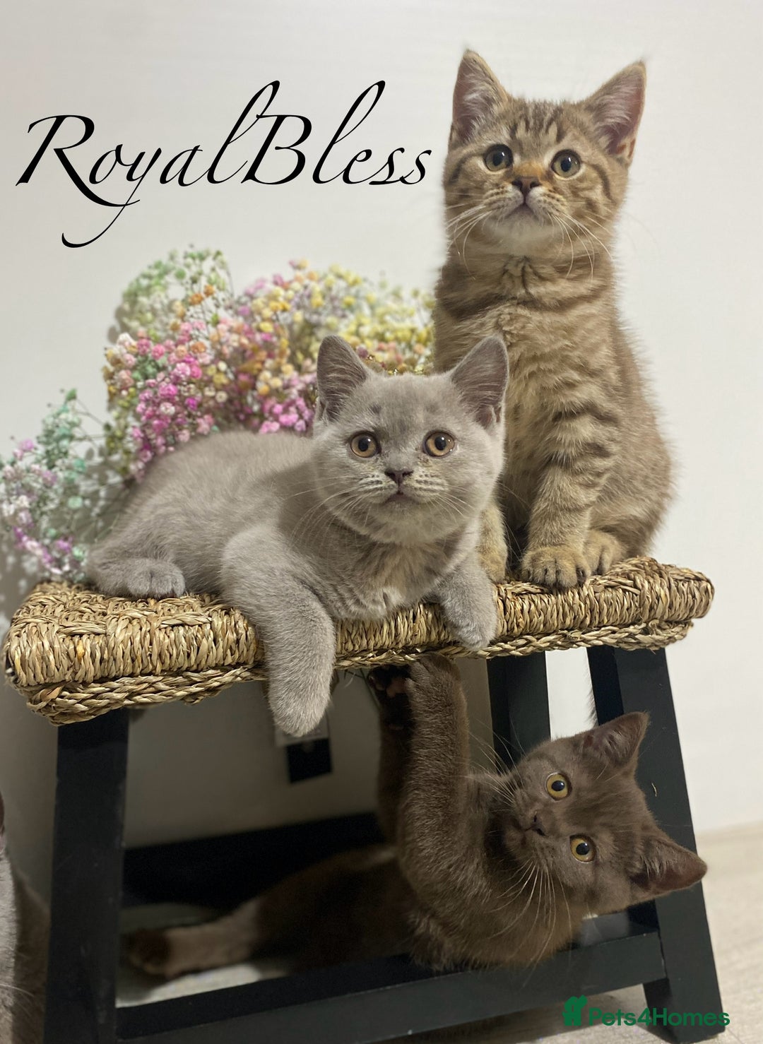 British Shorthair cats for sale: 👑ROYALBLESS STUNNING LILAC BRITISH SHORTHAIR  - Image 9
