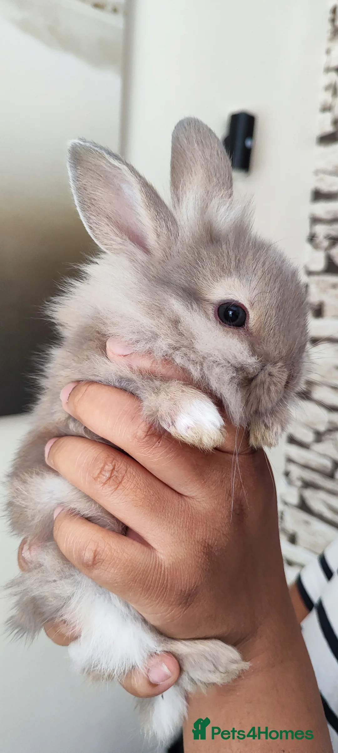 Lionhead rabbits for sale: Gorgeous lion head  - Advert 2