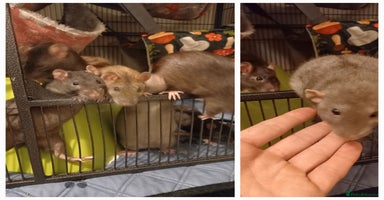 Rat rodents - Advert 14