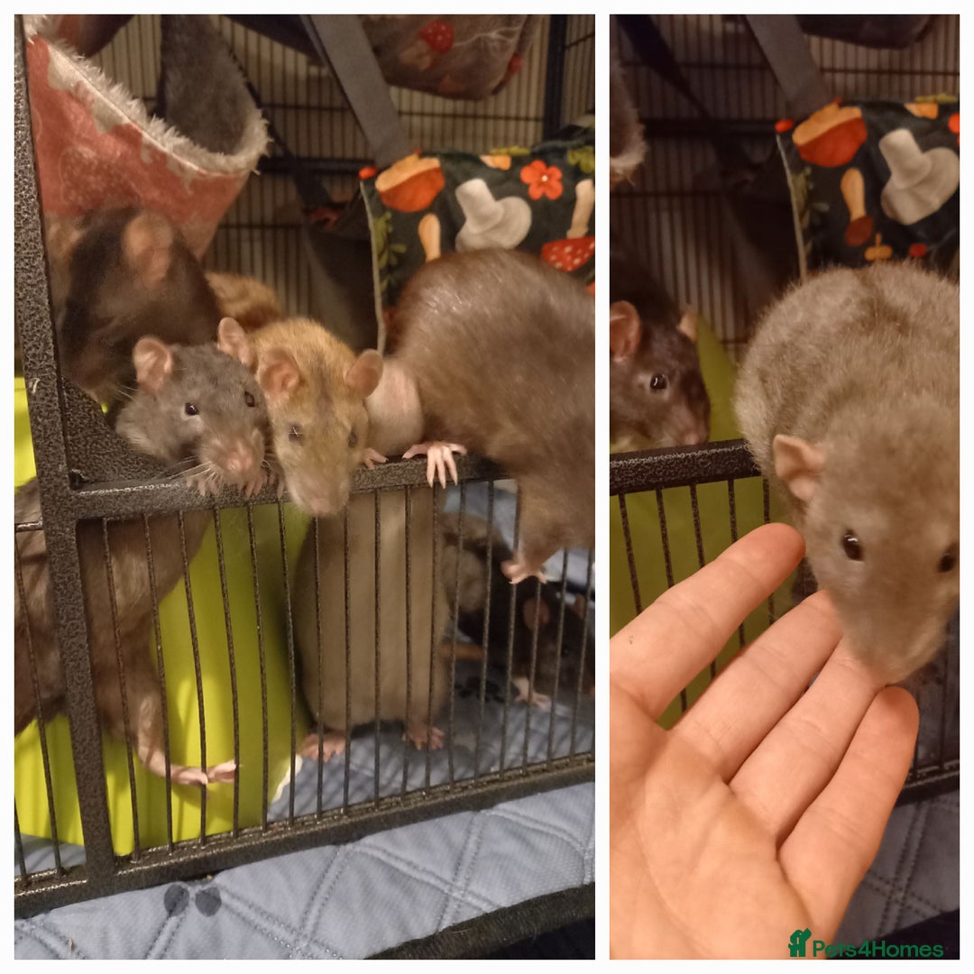 Rat rodents for sale: 6 female rats plus large cage and accessories - Image 2