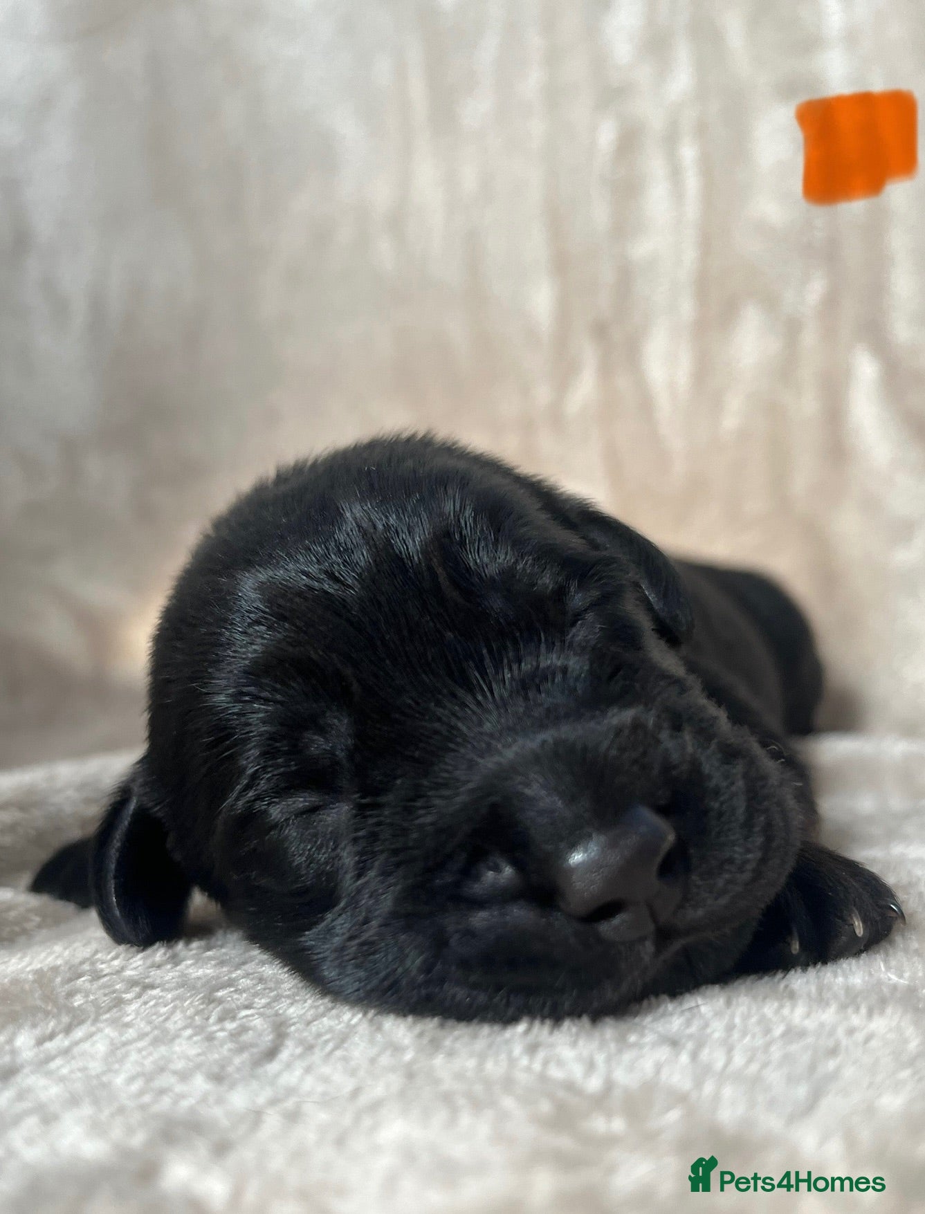 Labrador Retriever dogs 8 beautiful purebred Labrador Retrievers❤️ - Advert 17