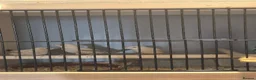 Finches birds for sale: 3x Juvenile "Fawn" African Silverbills - Advert 4