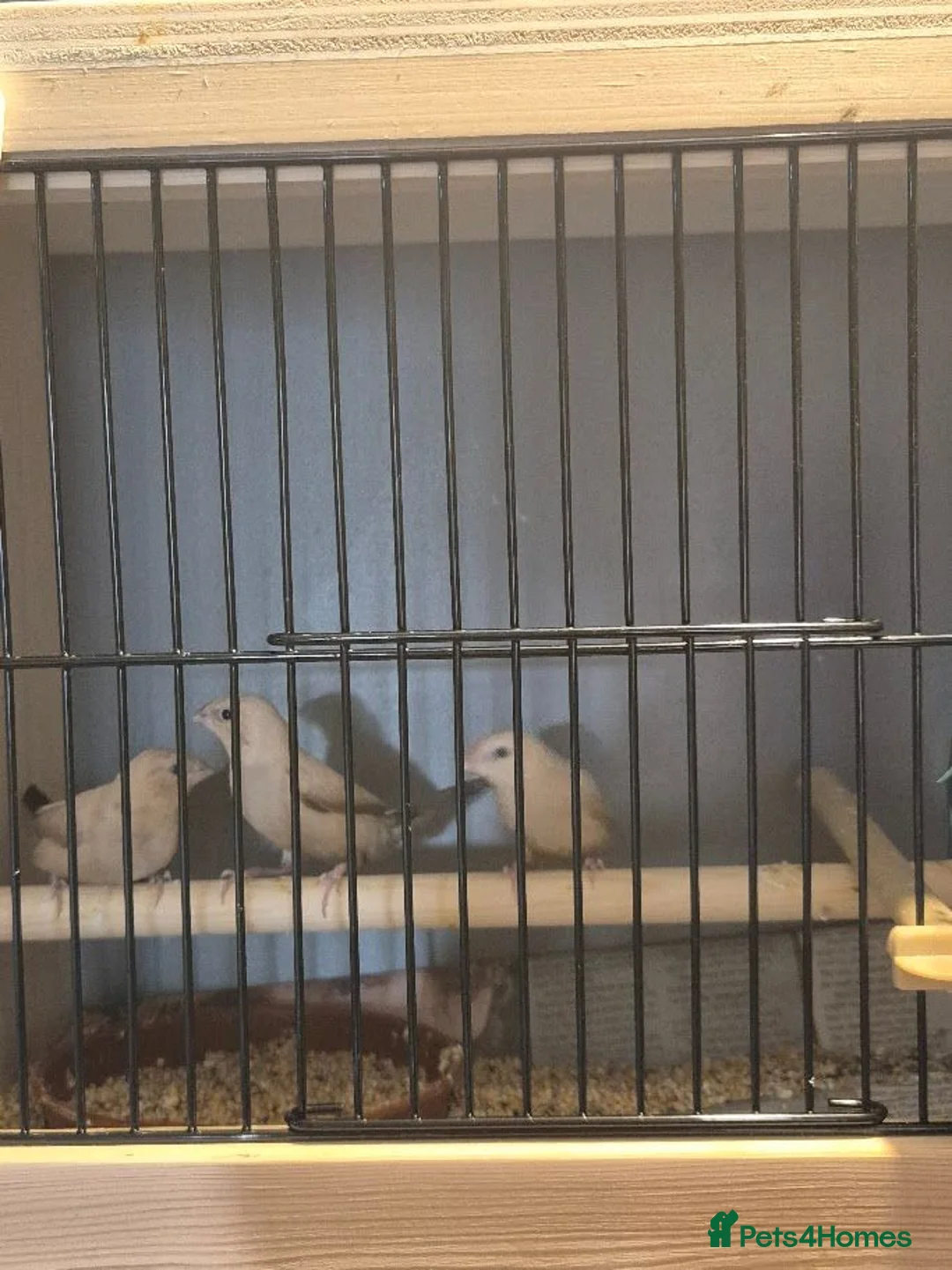 Finches birds for sale: 3x Juvenile "Fawn" African Silverbills - Advert 4