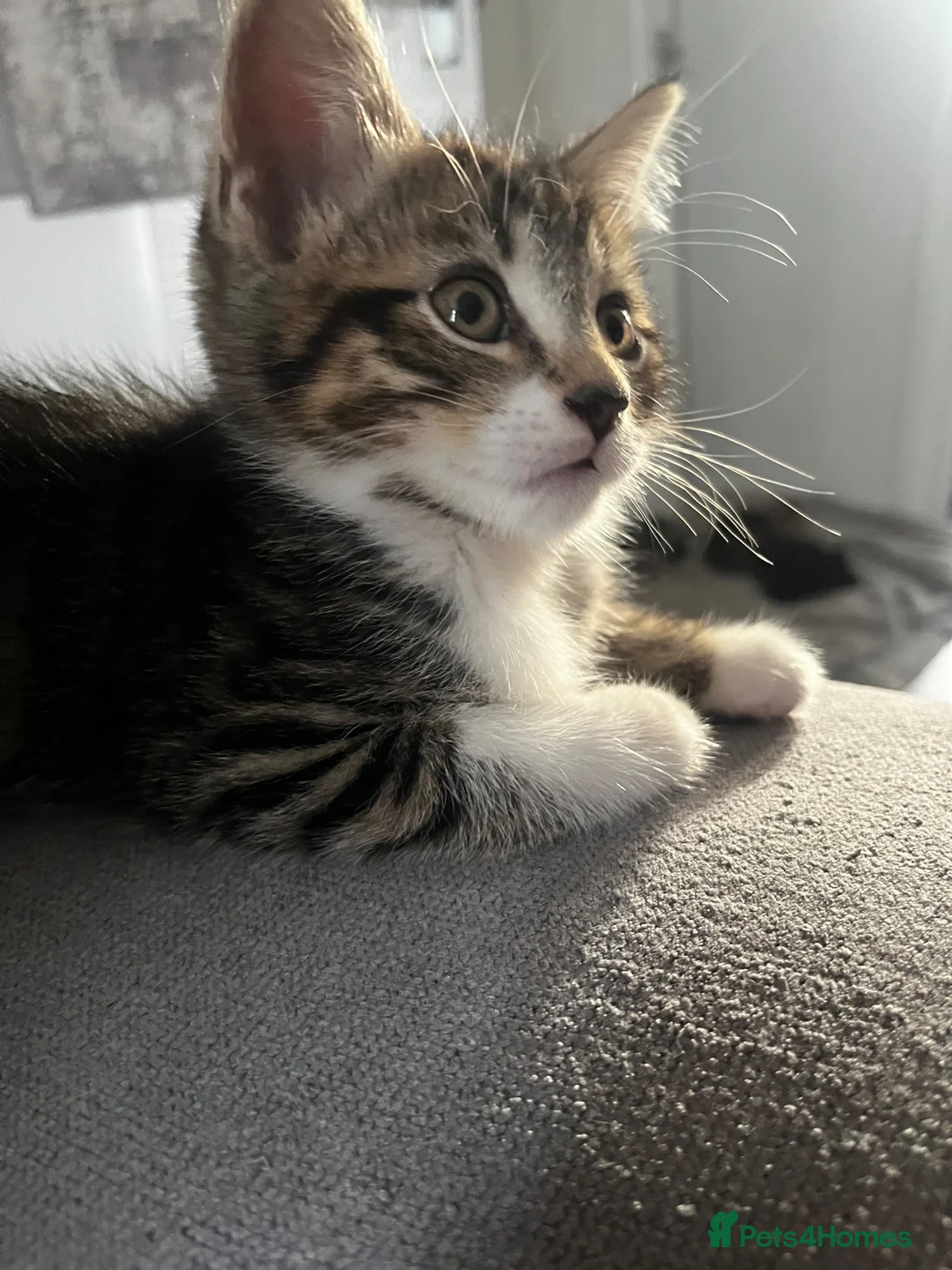 Mixed Breed cats for sale: Kittens  - Advert 2