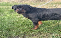 Rottweiler dogs for sale: World class KC male Puppy available  - Image 6