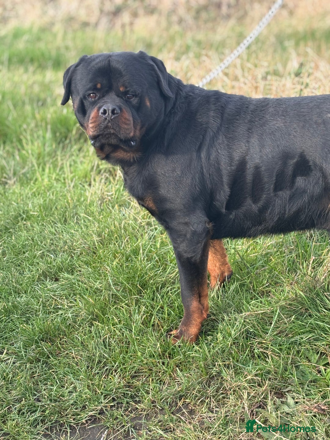 Rottweiler dogs for sale: World class KC male Puppy available  - Image 6