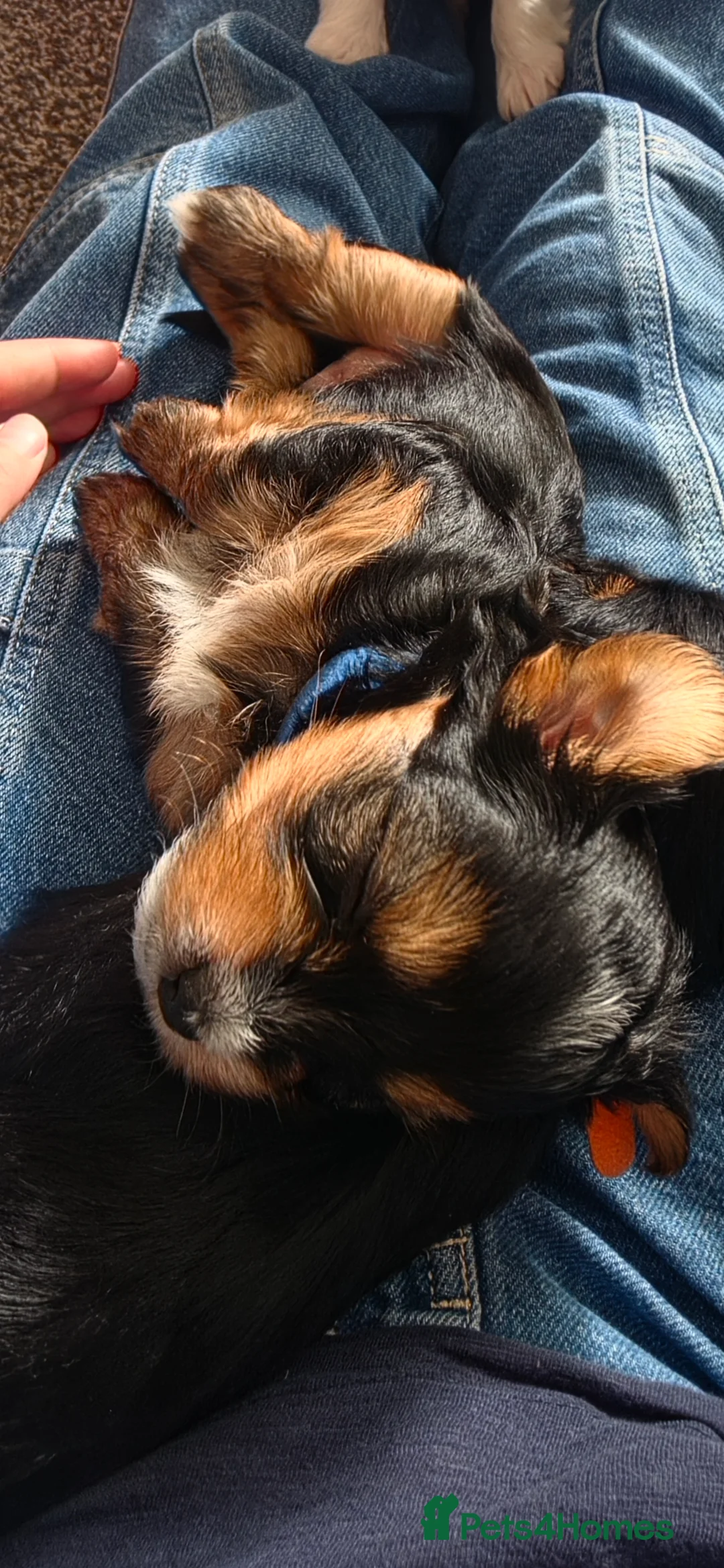 Shorkie dogs for sale: Shorkie puppies  - Advert 2