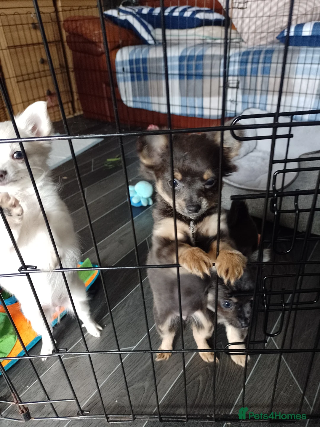 Gallery Image {{count}}