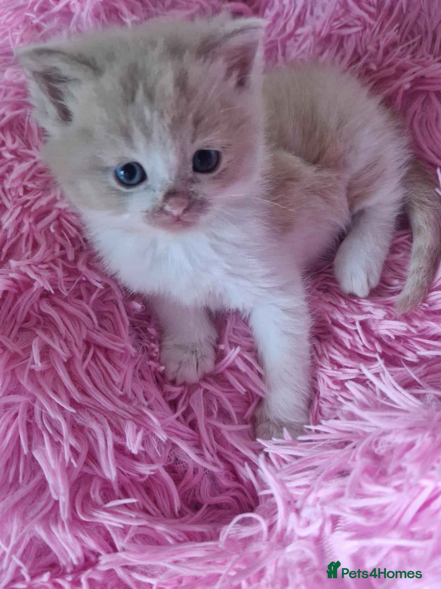 Exotic cats for sale: Male persian for sale - Advert 16
