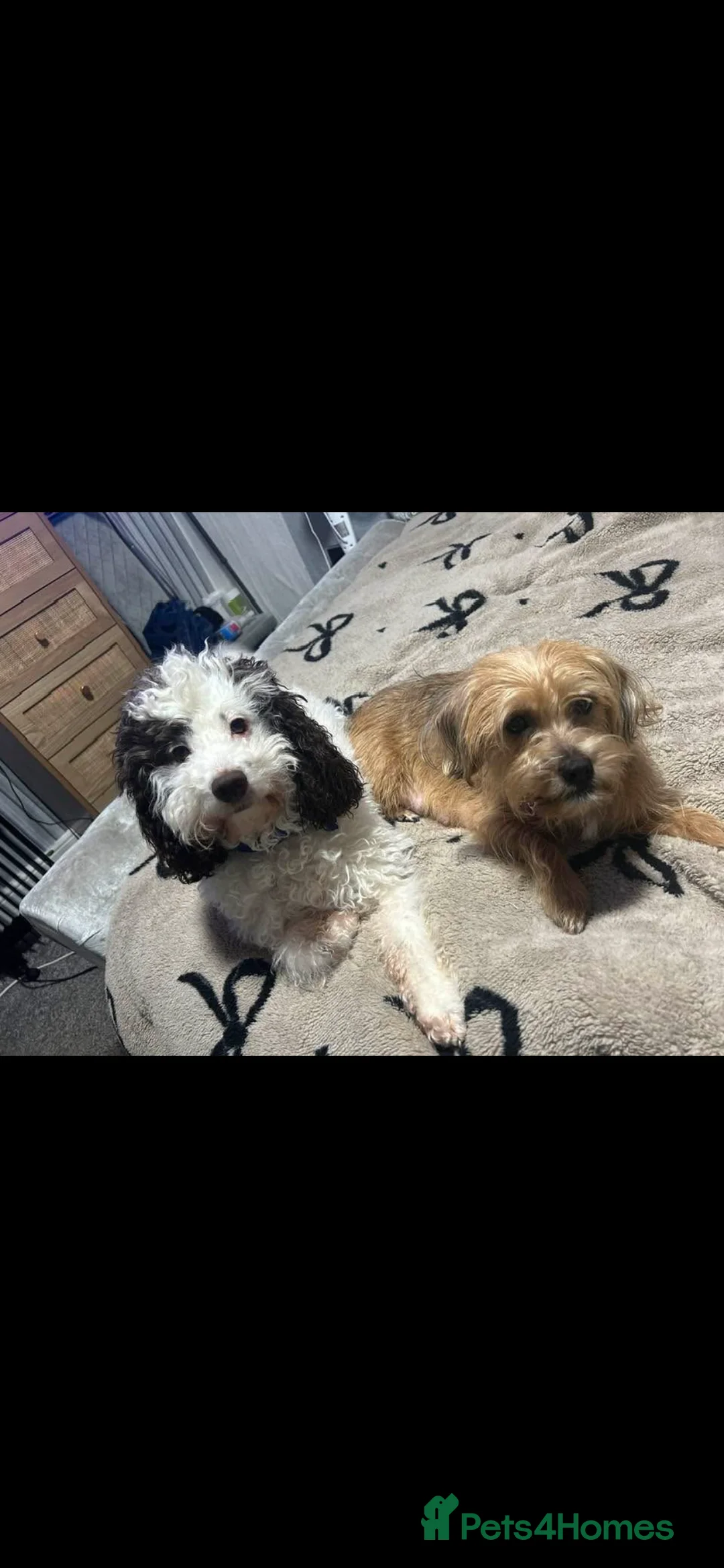 Mixed Breed dogs for sale: Black and white fluffy puppy male in Nottingham - Advert 2