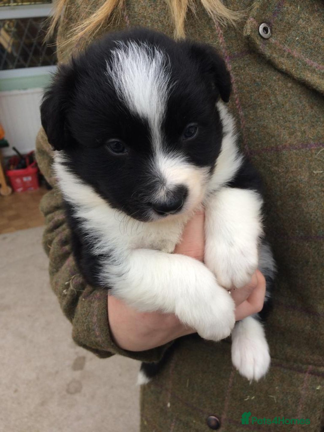 Border Collie dogs for sale: TopClass KC Health tested Border Collie Puppies  - Advert 16