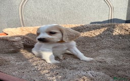 Cocker Spaniel dogs for sale: ⭐️READY TO LEAVE NOW - COCKER SPANIELS ⭐️ - Image 7
