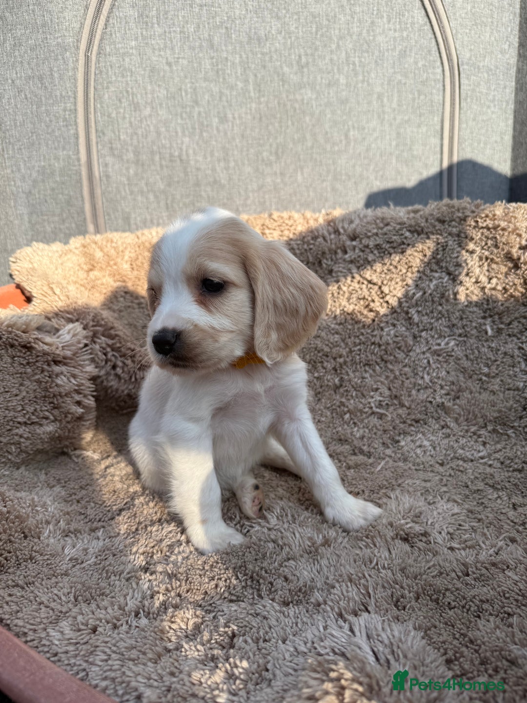Cocker Spaniel dogs for sale: ⭐️READY TO LEAVE NOW - COCKER SPANIELS ⭐️ - Image 7