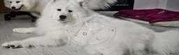 Samoyed dogs for sale: Baby coming  - Advert 4