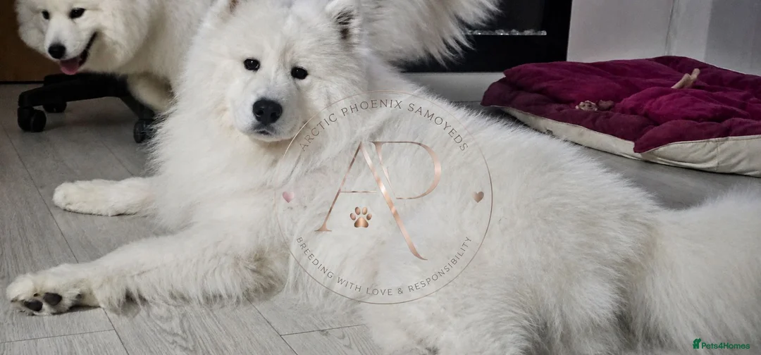 Samoyed dogs for sale: Baby coming  - Advert 4
