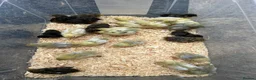 Mixed Breed livestock for sale: Chinese painted quail button quail - Advert 5