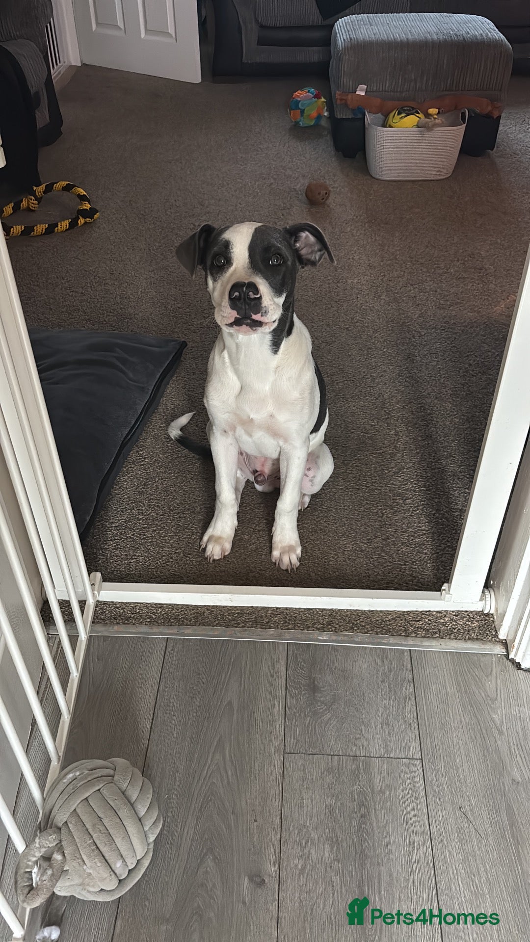 Mixed Breed dogs Staffy X American Bulldog Puppy - Advert 10