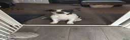 Mixed Breed dogs for sale: Staffy X American Bulldog Puppy - Advert 1