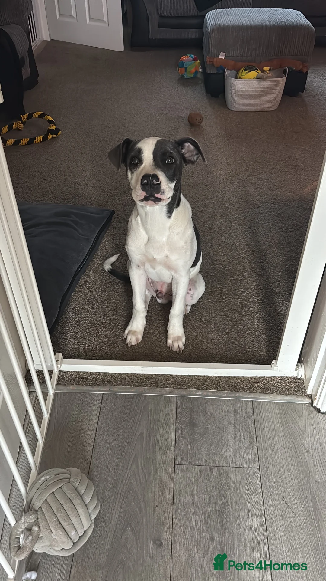 Mixed Breed dogs for sale: Staffy X American Bulldog Puppy - Advert 1