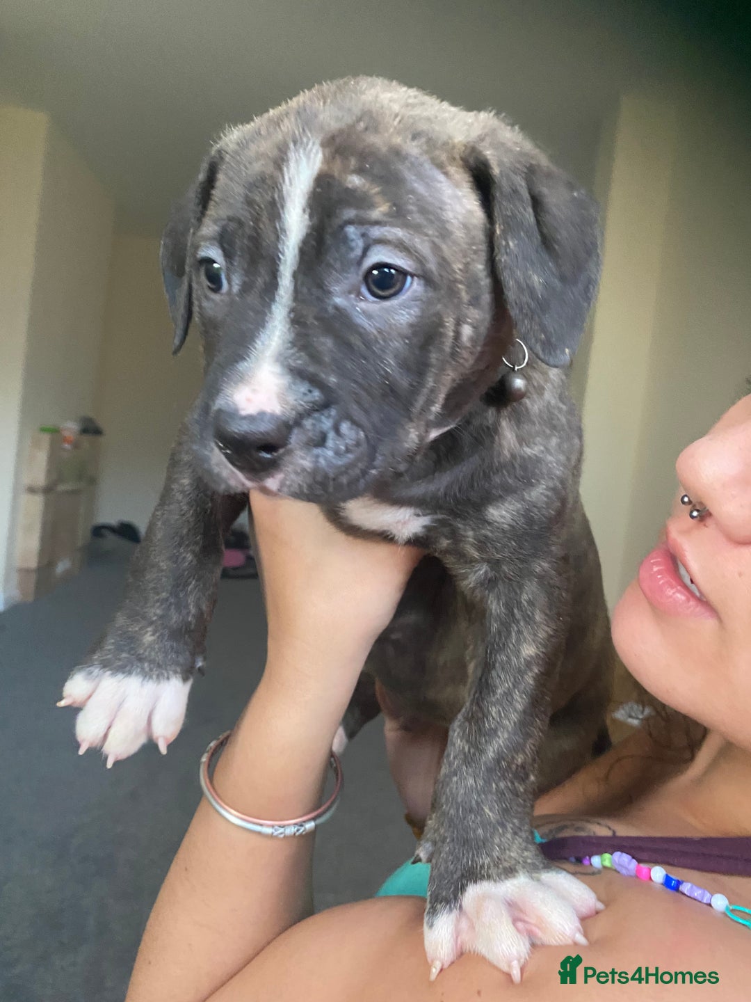 Mixed Breed dogs for sale: Scott American Bulldog Cross  - Advert 9