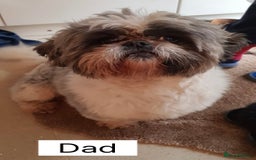 Shih Tzu dogs for sale: Four shih tzu boy puppy’s for sale. - Image 21