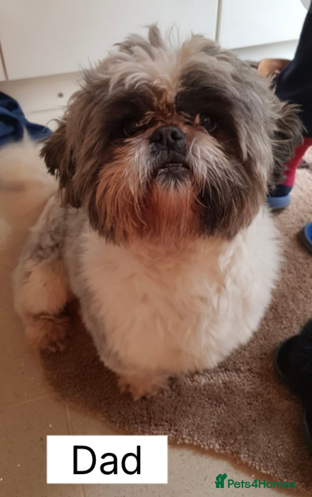Shih Tzu dogs for sale: Four shih tzu boy puppy’s for sale. - Image 21