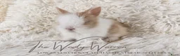 Lionhead rabbits for sale: Fully Vaccinated Lionhead Brothers  - Advert 8