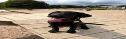 Labrador Retriever dogs for stud: Black Labrador Stud - Advert 4