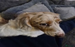 Miniature Dachshund dogs for sale: Male long hair dachshund  - Image 2