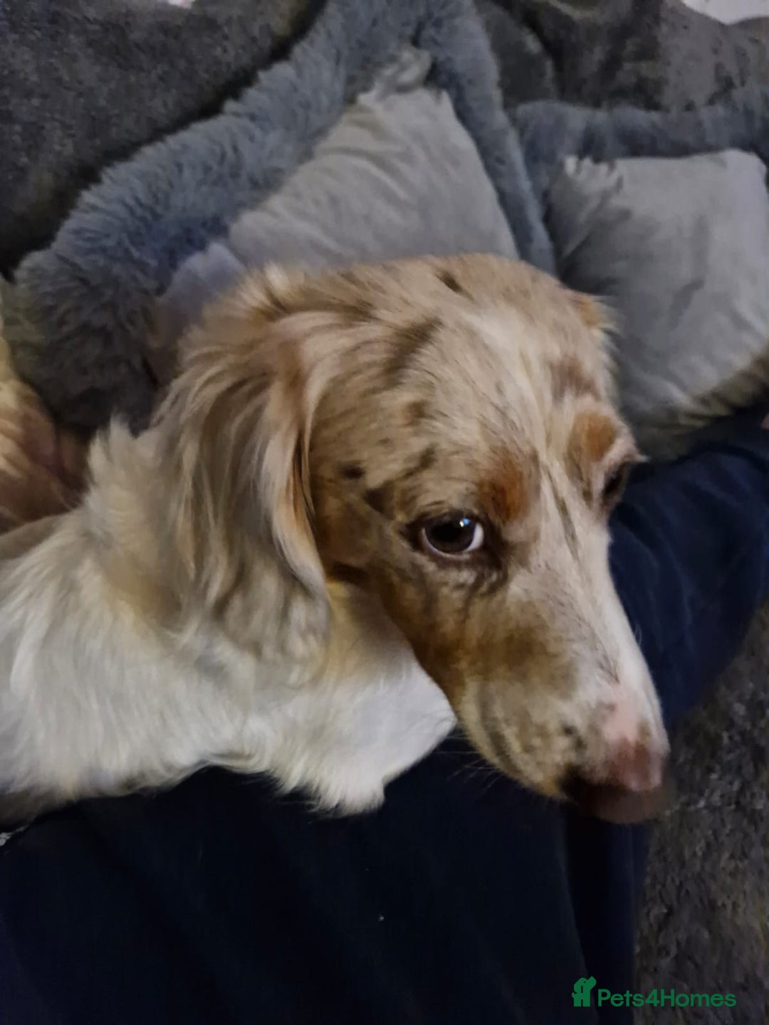 Miniature Dachshund dogs for sale: Male long hair dachshund  - Image 2